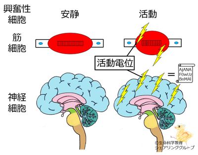 Excitatory cell ja.jpg