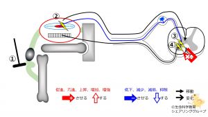/wiki/images/thumb/1/12/PatellaTendonReflex-2.jpg/300px-PatellaTendonReflex-2.jpg