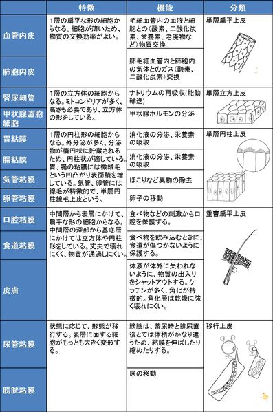 ファイル:04024.jpg