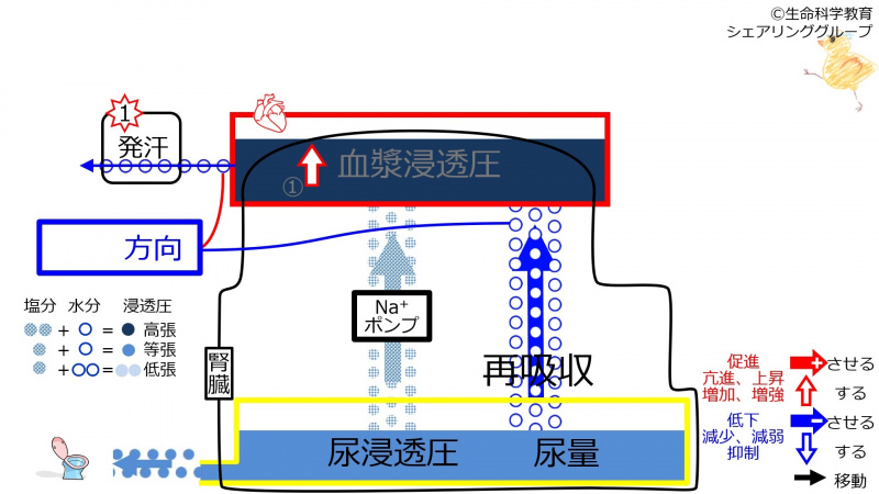 ファイル:6-sweatReabsorption-control1-wb.jpg