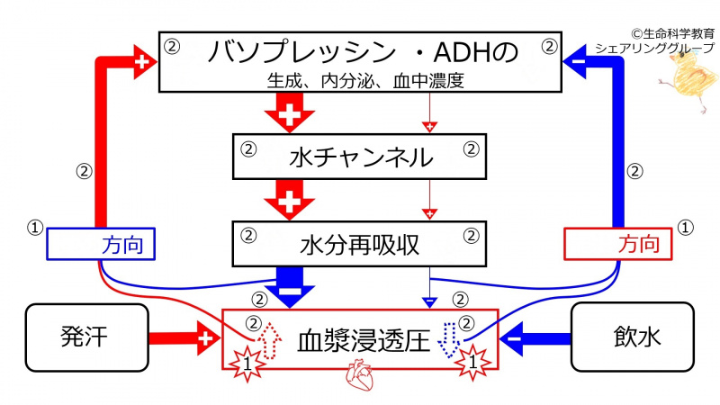 ファイル:BasicFeedbackToADH-JPN-wb.jpg