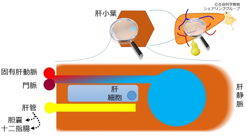 ファイル:Hepatic lobule-wb.jpg