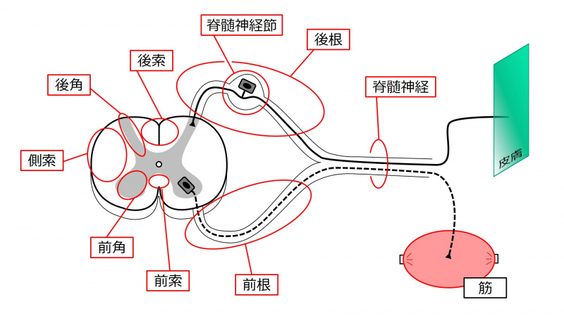ファイル:00205.jpg