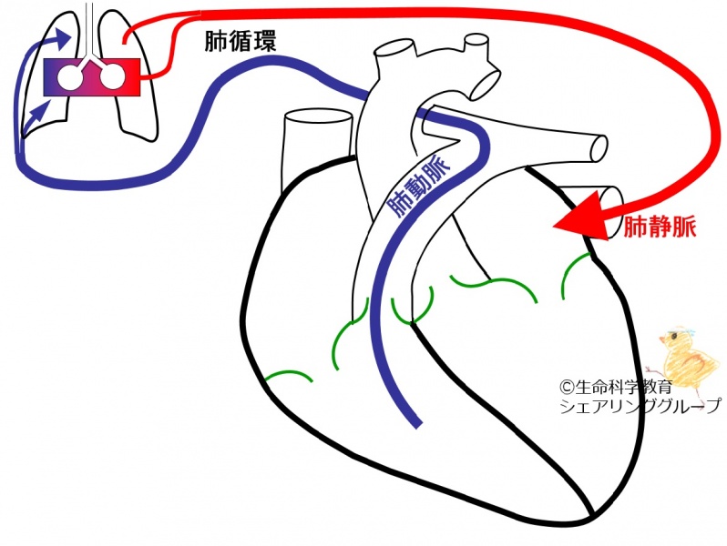 ファイル:03297.jpg