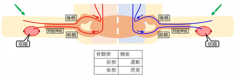 ファイル:03851jp.jpg
