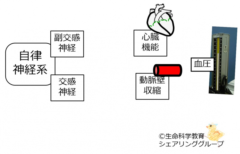 ファイル:04533-wb.jpg