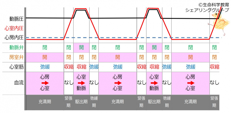 ファイル:CardiacCycleTiming.jpg