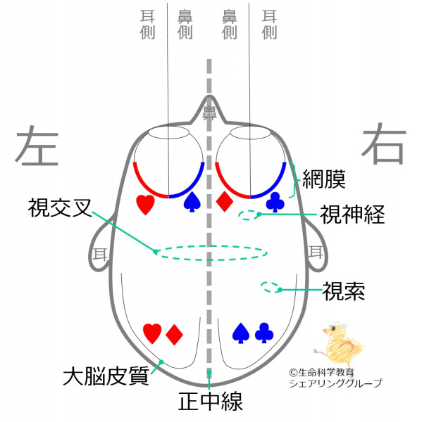 ファイル:OpticChiasm-wb.jpg