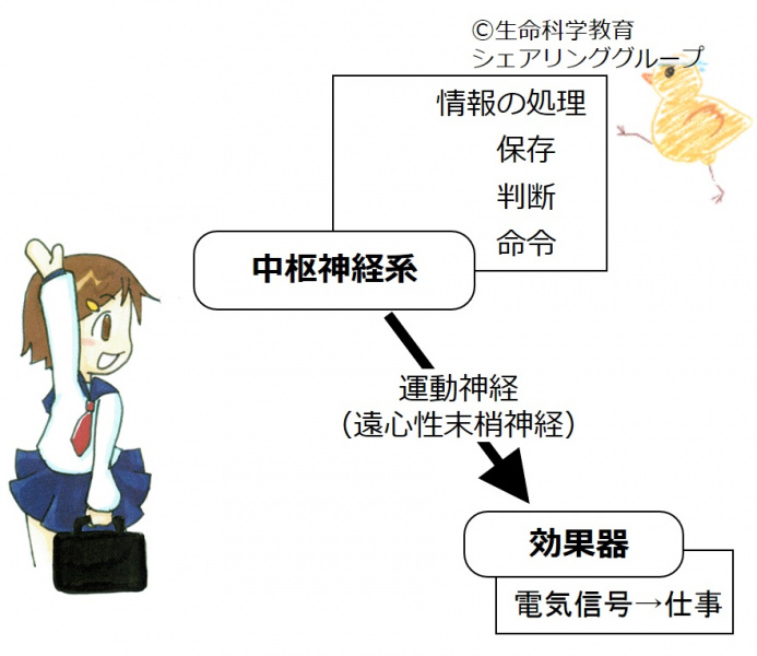 ファイル:03778.jpg