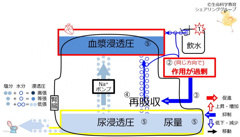 ファイル:6-waterReabsorption-control2-effect-wb.jpg