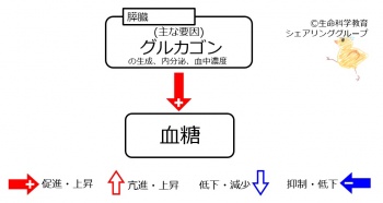グルカゴン・インスリン01.jpg