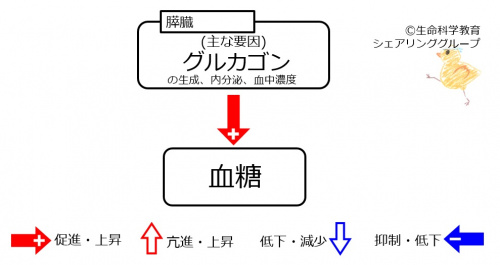 グルカゴン・インスリン01.jpg