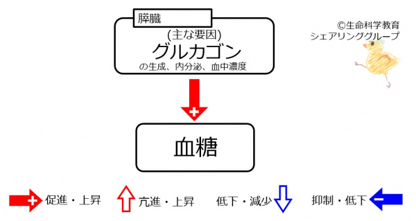 グルカゴン・インスリン01.jpg