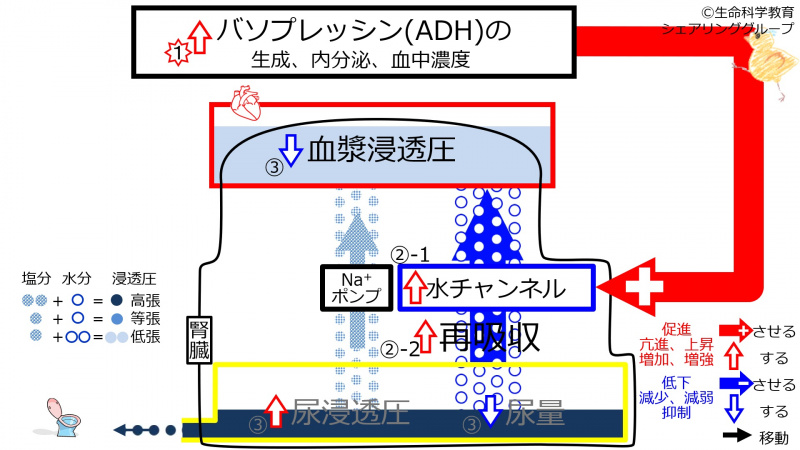 ファイル:IncADH3.jpg