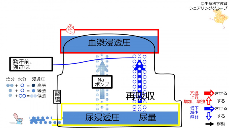 ファイル:ReabsorptionbeforeSweating-Jpn-2020-wb.jpg
