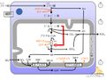 2014年9月24日 (水) 10:20時点における版のサムネイル
