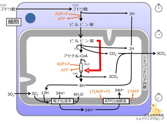 ピルビン酸の作用.jpg