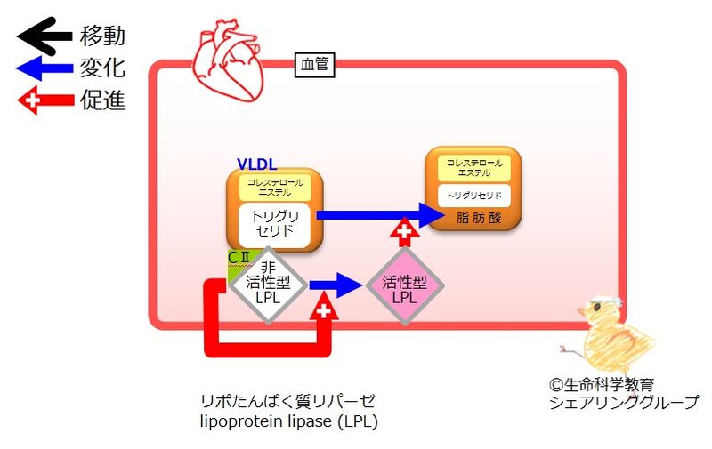 ファイル:02482.jpg