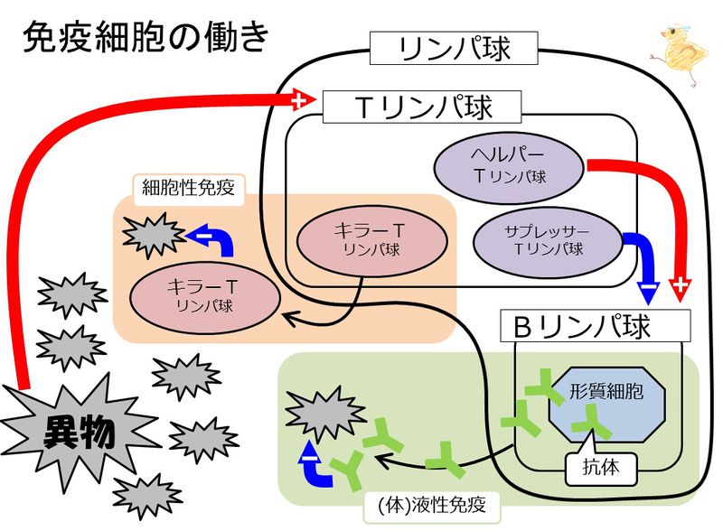 ファイル:03972.jpg