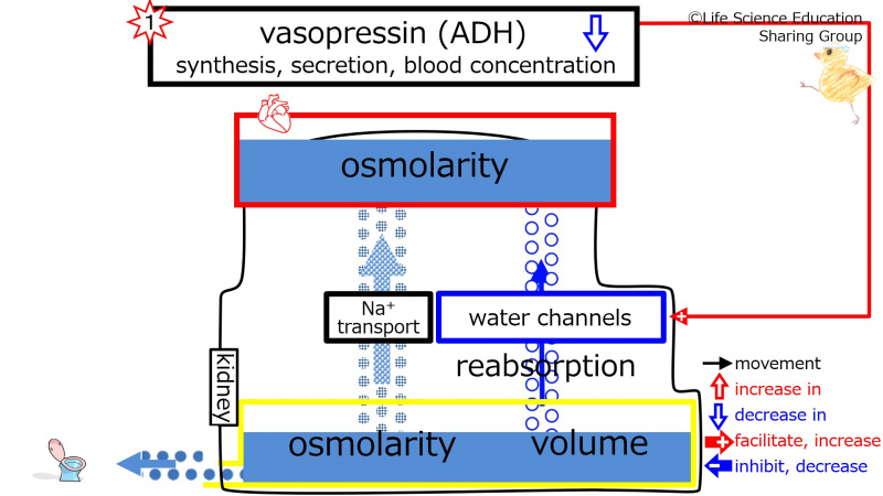 ファイル:ADHEffectOfDecreasing-2Eng-wb.jpg