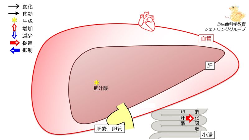 ファイル:BileAcidSynthesisExcretion-wb.jpg