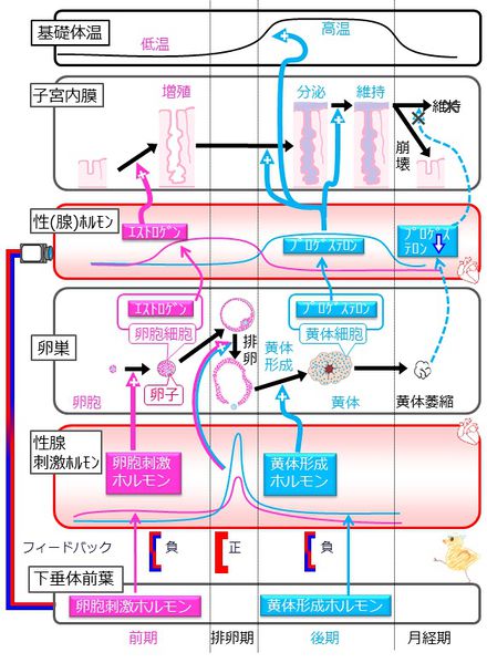 ファイル:04208.jpg