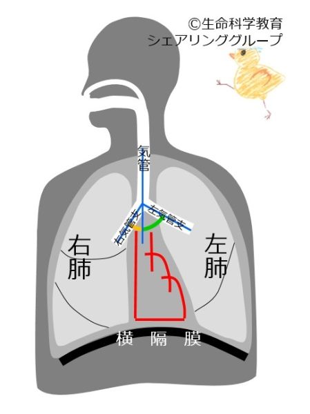 ファイル:Bronchus-angle.jpg