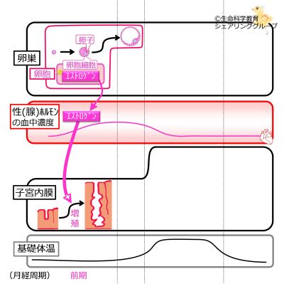 /wiki/images/thumb/1/1a/MenstrualCycleFollicleOvaryCells_basic_Jpn.jpg/400px-MenstrualCycleFollicleOvaryCells_basic_Jpn.jpg