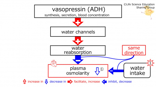 WaterIntakeBeforeBasicFeedbackToADH-Eng.jpg