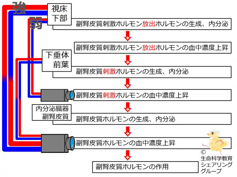 ファイル:03989.jpg