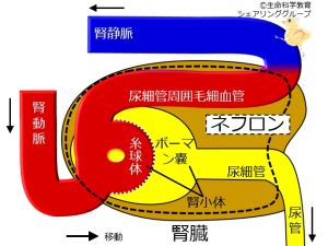 /wiki/images/thumb/1/1b/Kidneymicrosturcture.jpg/300px-Kidneymicrosturcture.jpg