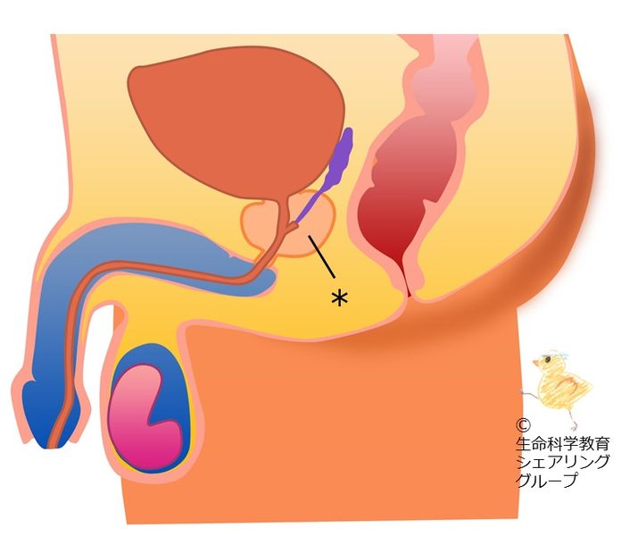 ファイル:クイズ 前立腺.jpg