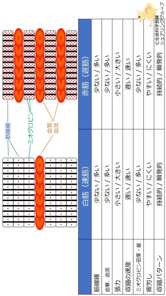 ファイル:白筋と赤筋 表-wb.jpg
