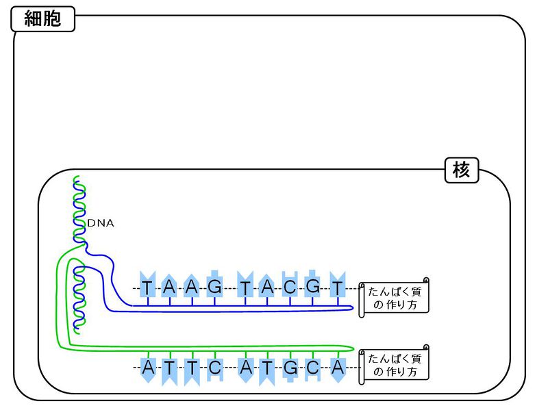 ファイル:02441.jpg