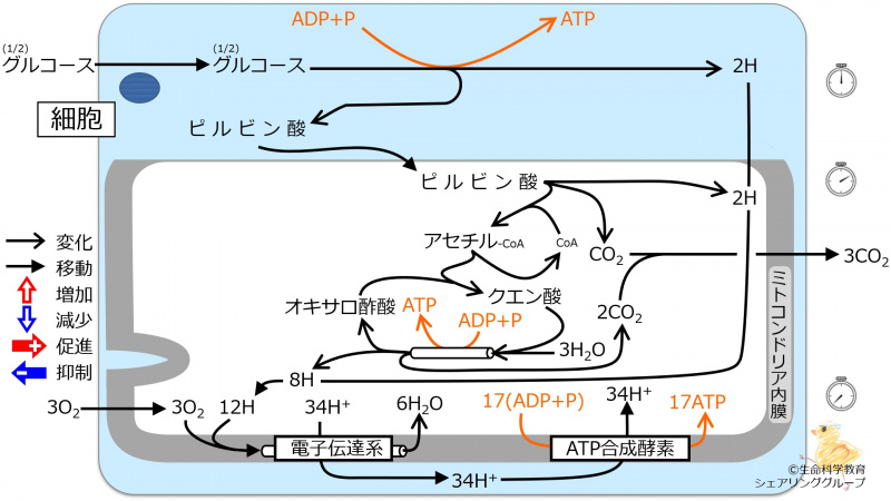 ファイル:Anaerobicatrest-wb.jpg