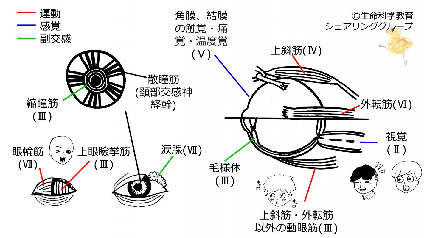 Cranial-summary-eyes-flipped.jpg