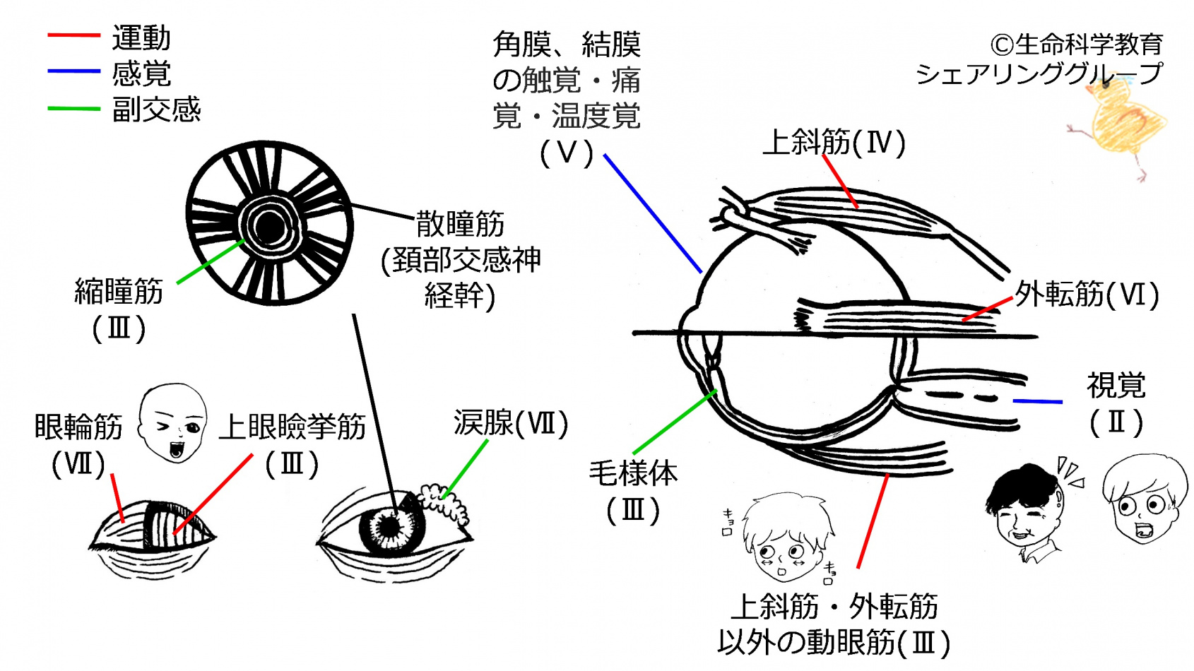 Cranial-summary-eyes-flipped.jpg