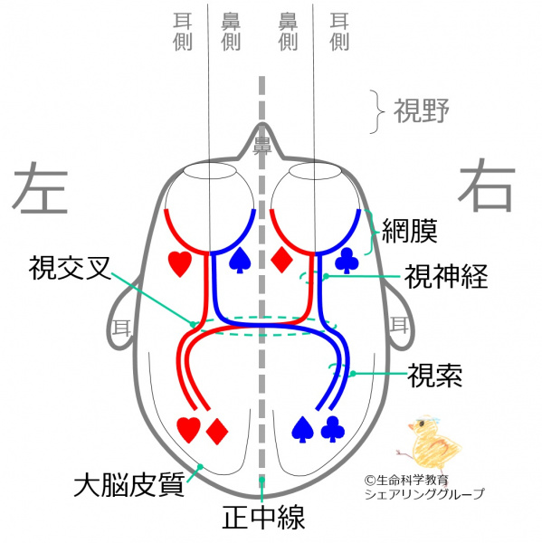 ファイル:OpticChiasm.jpg