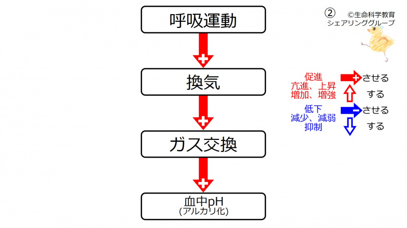ファイル:VentpH.jpg