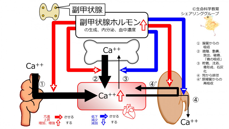ファイル:PTH-inc2.jpg