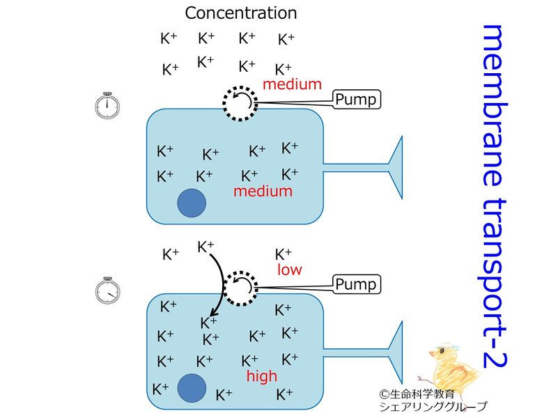 ファイル:Pump K.jpg