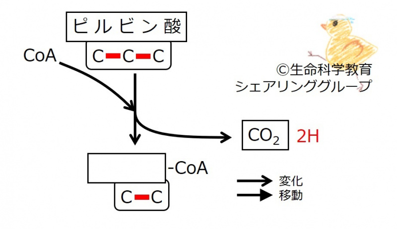 ファイル:Pyruvate-intro4 -wb.jpg