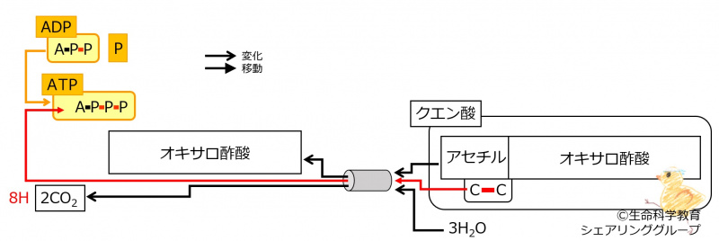 ファイル:Pyruvate-intro8.jpg
