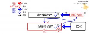 /wiki/images/thumb/1/1d/WaterIntakeDuringBasicFeedbackToWaterReabsorption-Jpn.jpg/300px-WaterIntakeDuringBasicFeedbackToWaterReabsorption-Jpn.jpg