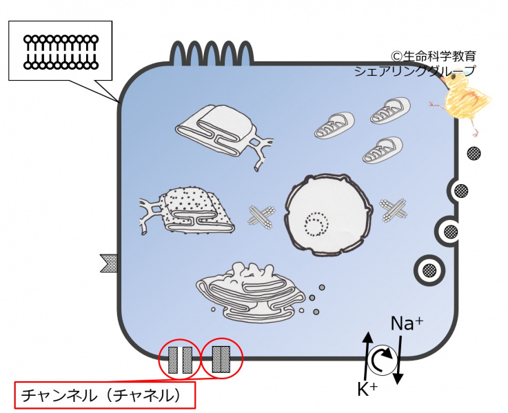ファイル:04040.jpg