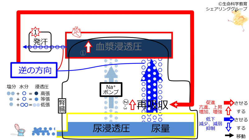 ファイル:SweatDuringReabsorptionControl.jpg