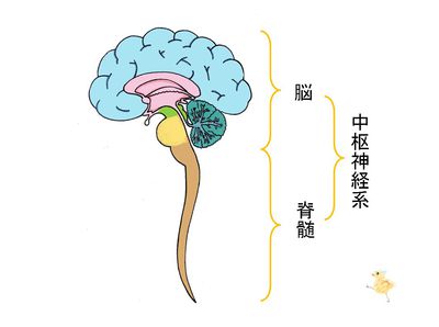/wiki/images/thumb/1/1f/03236.jpg/400px-03236.jpg