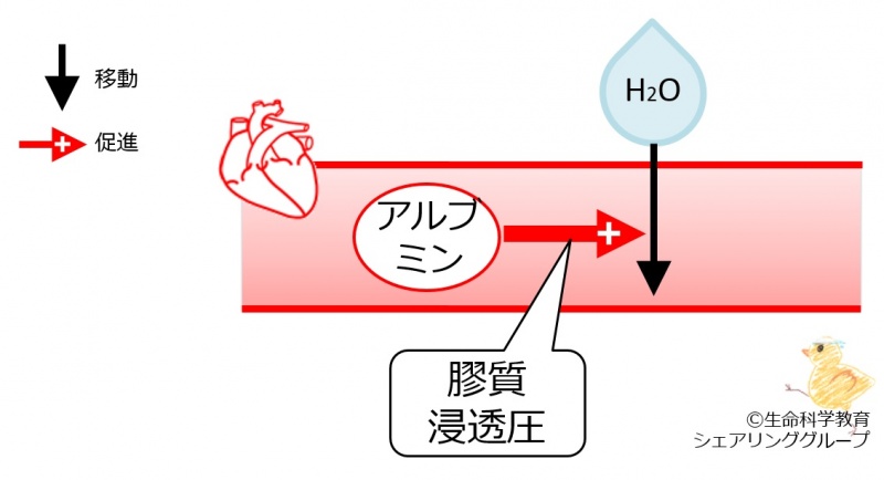 ファイル:03800.jpg