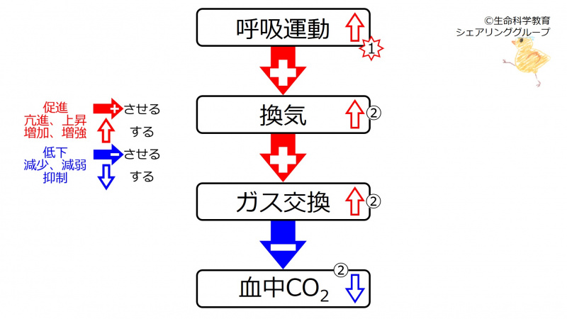 ファイル:HyperVentCO2.jpg
