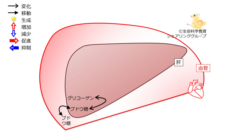 ファイル:LiverFailureGlycogen-wb.jpg